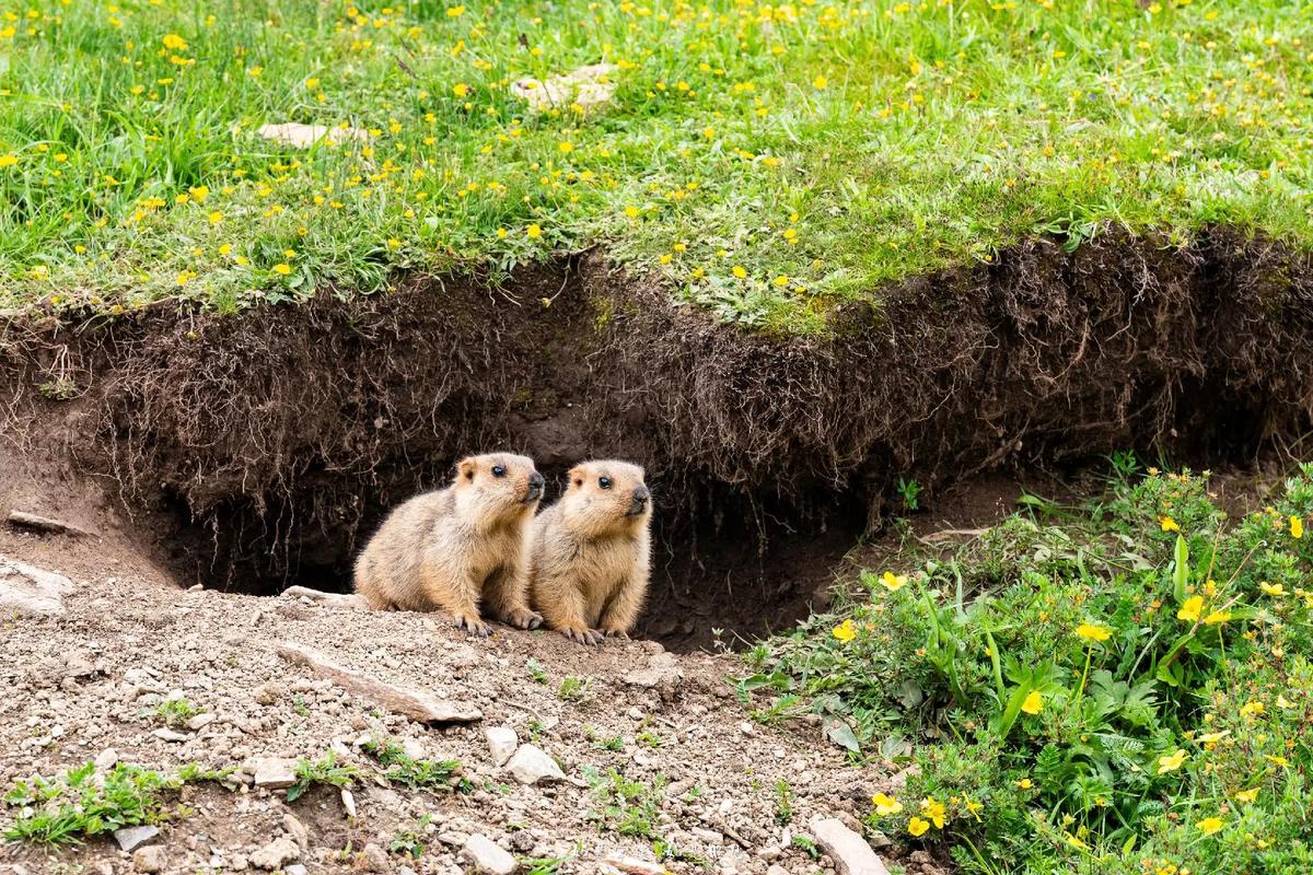 Rodent-Free Home Guard Plan