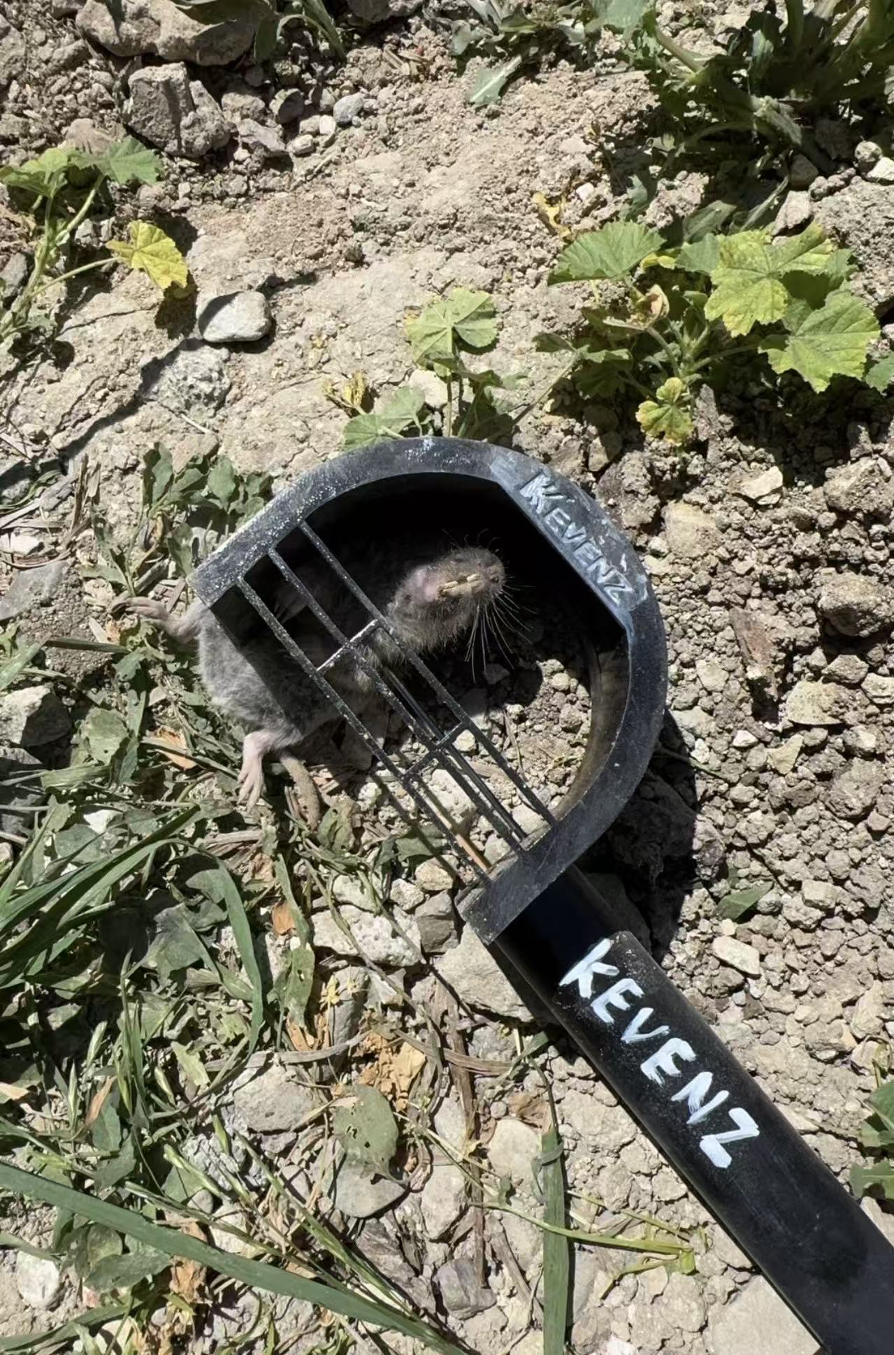 Effective Gopher Control for My Vegetable Garden