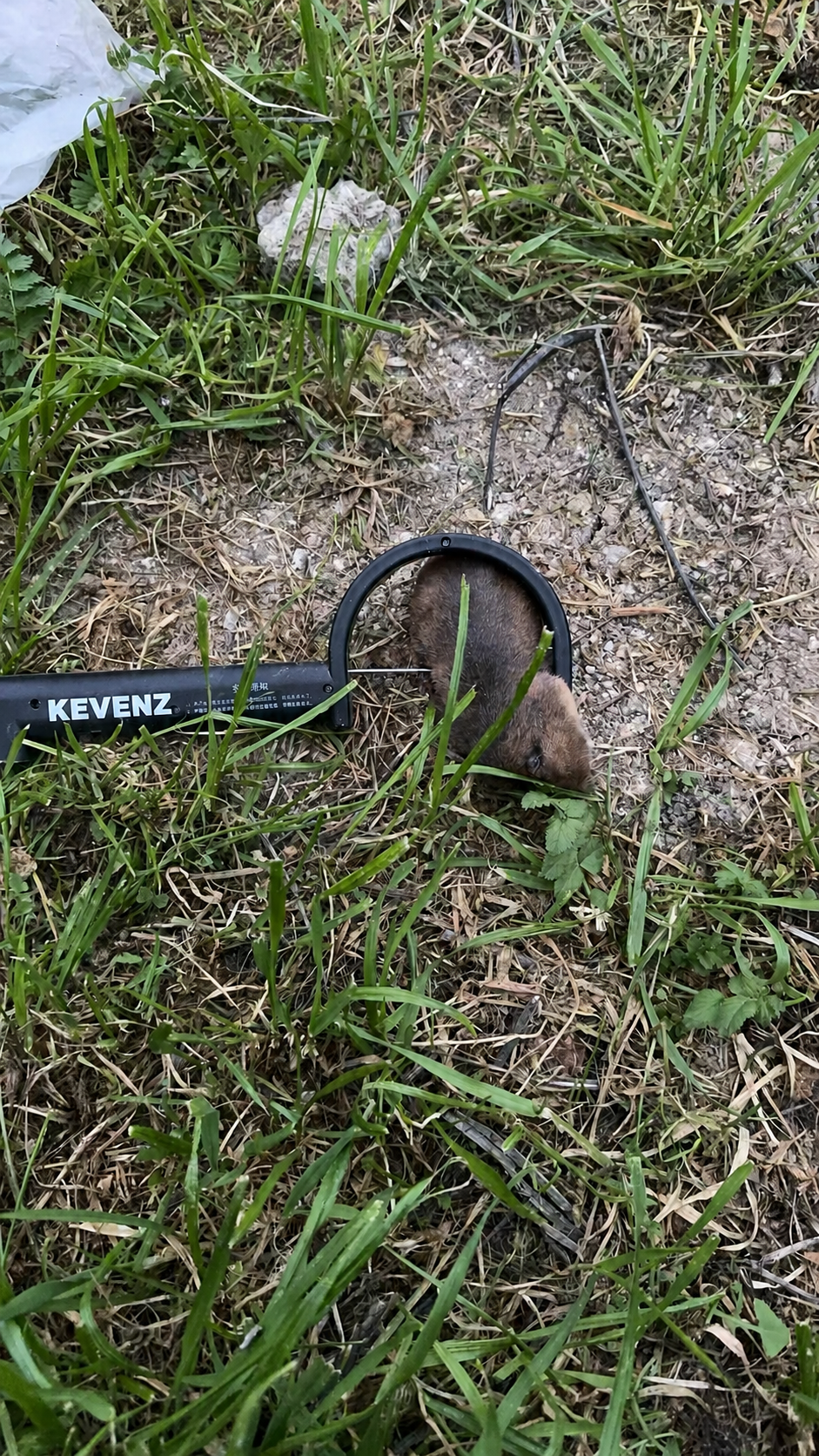 One Gopher Was Causing Most of the Damage